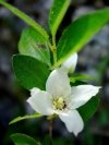 Philadelphus