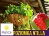 Poziomka wisząca Attila (Fragaria vesca) Sadzonka w wiszącej doniczce 25cm