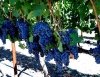 Sadzenie winorośli na działce