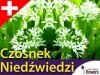Czosnek Niedźwiedzi SAMO ZDROWIE (Allium ursinum) CEBULKI 3 szt