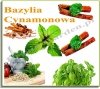 Bazylia o aromacie cynamonu