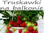 Uprawa truskawek na balkonie.