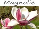 Pielęgnacja magnolii.