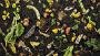 Dlaczego kompost jest zaliczany do nawozów naturalnych?