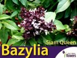 Bazylia właściwa tajska Siam Queen (Ocimum basilicum)  nasiona 1g LUX