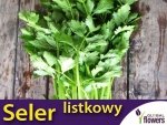 Seler Listkowy GREEN CUTTING (Apium graveolens) nasiona 0,2g