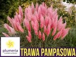 Trawa Pampasowa RÓŻOWA (Cortaderia selloana Rosea) Sadzonka C1/C2