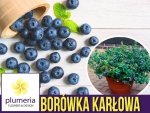 Borówka karłowa HORTBLUE PETITE® (Vaccinium c.) Sadzonka C2