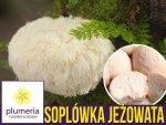 Soplówka jeżowata grzybnia na kołkach