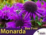 Pysznogłówka  BEE FREE (Monarda) Sadzonka C1