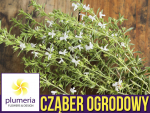 Cząber ogrodowy (Satureja hortensis) nasiona 2g