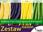 Kolekcja Fasol Szparagowych Karłowych (zestaw 4 odmian) nasiona