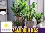 ZAMIOKULKAS (Zamioculcas zamiifolia) Roślina domowa P12 - M