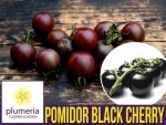 Pomidor Czarny BLACK CHERRY Koktajlowy (Lycopersicon Esculentum) nasiona 0,2g