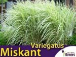 Miskant chiński VARIEGATUS (Miscanthus sinensis) Sadzonka C3