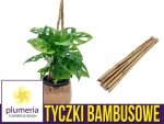 Tyczki bambusowe - podpory do roślin 60cm x 10/12mm. 10 szt.