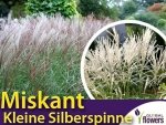Miskant KLEINE SILBERSPINNE (Miscanthus sinensis) Sadzonka C2