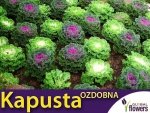 Kapusta Ozdobna Róża Kapuściana  (Brasica oleracea) nasiona 0,5g