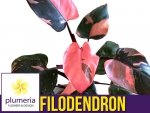 Filodendron PINK PRINCESS (Philodendron) Roślina domowa  P6 - S