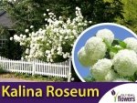 Kalina koralowa ROSEUM (Viburnum opulus) Sadzonka C2