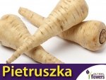 Pietruszka korzeniowa Cukrowa wczesna (Petroselinum crispum) nasiona 5g