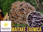 Maitake grzybnia na kołkach