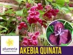 Akebia Czekoladowe Pnącze (Akebia quinata) Sadzonka C1
