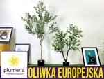 Oliwka Europejska na pniu (Olea Europaea) 3 letnia Sadzonka P15  30-40cm