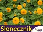 Słonecznik ozdobny niski, pełny 'Teddy Bear' (helianthus annuus) nasiona 2g 