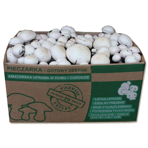 Купить мицелий для выращивания грибов. Набор для выращивания грибов. Ящик для выращивания грибов. Домашняя грибница шампиньоны набор для выращивания. Коробка для выращивания грибов.