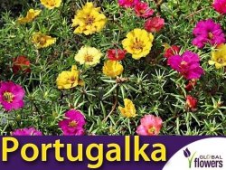 Portulaka wielokwiatowa półpełna, mieszanka (Portulaca grandiflora) nasiona 0,5g