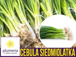 Cebula SIEDMIOLATKA (Allium fistulosum) nasiona 2g