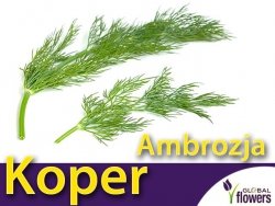 Koper ogrodowy AMBROZJA (Anethum graveolens) nasiona XXL 500g
