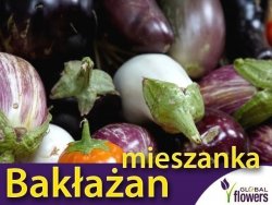 Oberżyna, mieszanka odmian (Solanum melongena) nasiona 0,5g