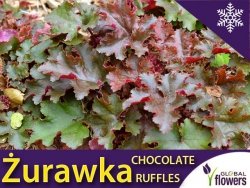 Żurawka 'Chocolate Ruffles' (Heuchera) Sadzonka