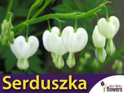 Serduszka okazała biała (Dicentra spectabilis) CEBULKA