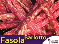 Fasola szparagowa karłowa dwubarwna BORLOTTO (Phaseolus vulgaris) nasiona 30g