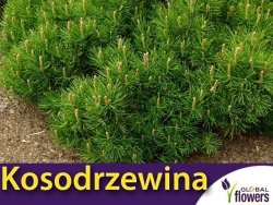 Kosodrzewina Sosna Górska (Pinus mugo) nasiona