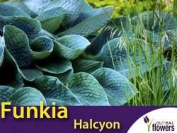 Funkia HALCYON (Hosta) Sadzonka C1