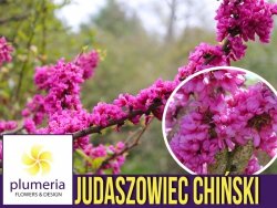 Judaszowiec chiński AVONDALE (Cercis chinensis) kolumnowy Sadzonka C3