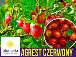 Agrest czerwony HINNONMAKI RED (Ribes uc.) Sadzonka NA PNIU C2