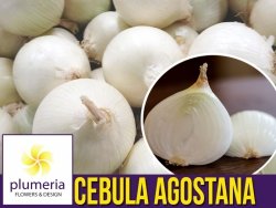 Cebula biała AGOSTANA Nasiona XXL 500g (Allium cepa) 