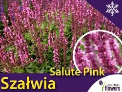 Szałwia omszona PINK (Salvia nemorosa) Sadzonka C2