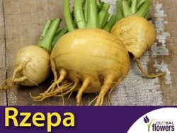 Rzepa jadalna GOLDEN BALL (Brassica rapa var. rapa) nasiona 5g