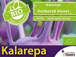 BIO Kalarepa fioletowa Delikatess blauer 3 nasiona ekologiczne 1g