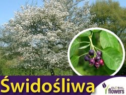 Świdośliwa Lamarcka (Amelanchier lamarckii) Sadzonka