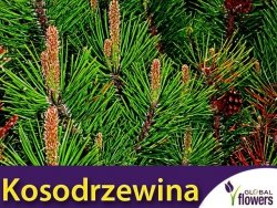 Kosodrzewina Pumillo (Pinus mugo var pumilio) sadzonka