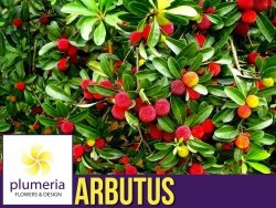 Drzewko truskawkowe (Arbutus Unedo) Sadzonka XL C3/C4