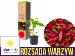 Papryka ostra Jalapeno (Rozsada warzyw) Sadzonka P8