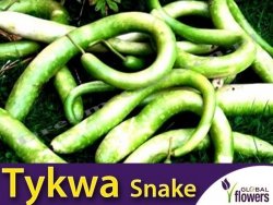 Tykwa Snake - wijące się węże (Lagenaria siceraria) 3g nasiona LUX